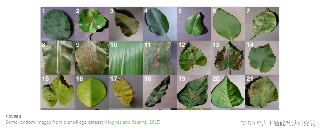 英文论文（sci）解读复现【NO.11】一种先进的基于深度学习模型的植物病害检测：近期研究综述