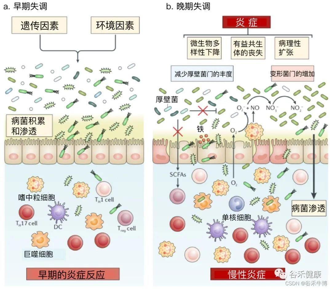 当肠道免疫系统与微生物共舞：了解肠道免疫细胞和肠道菌群互作