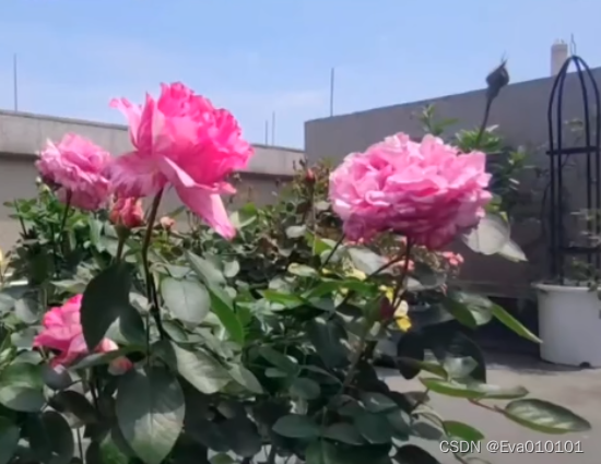 *伊芙飞溅