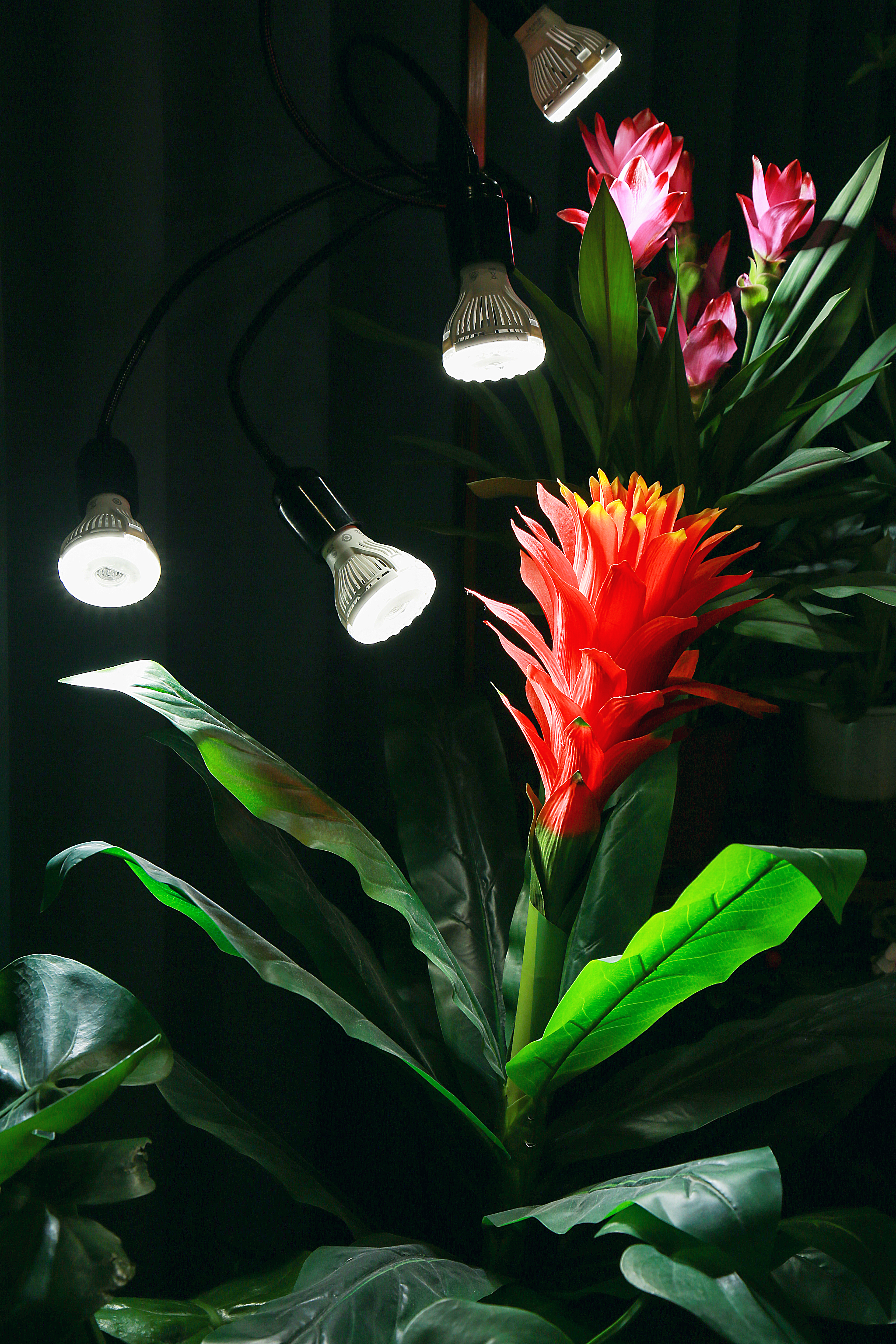 植物补光灯，哪种效果好？