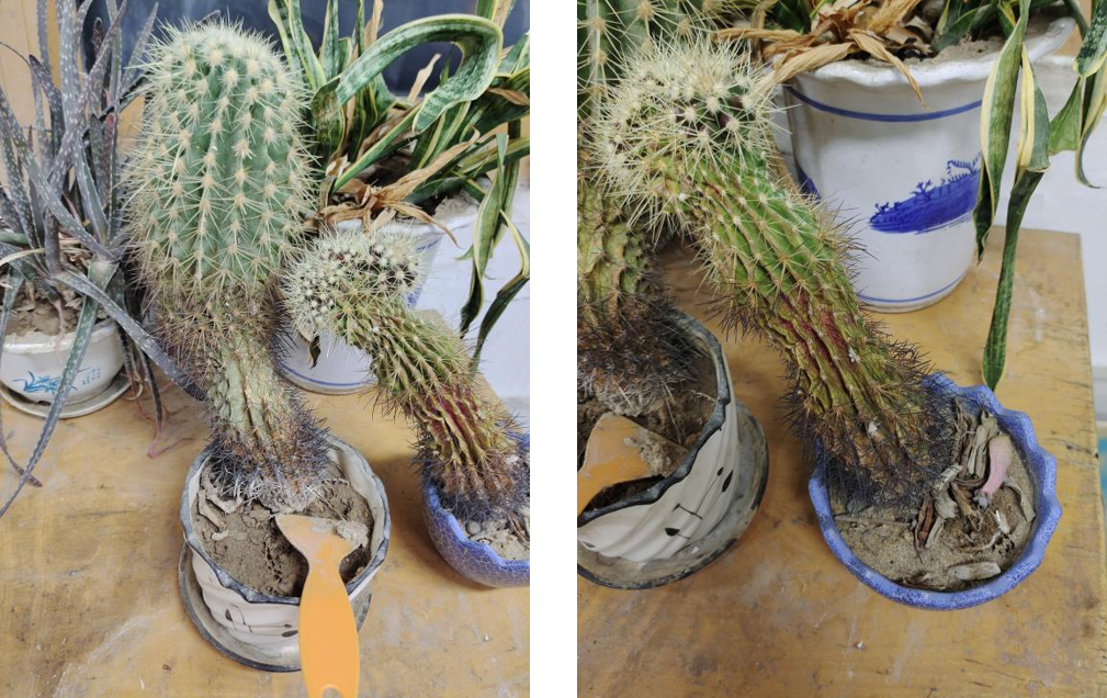 ▲ 图1.2.9 顽强的绿植