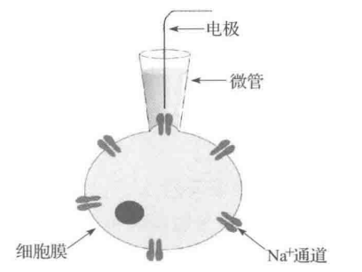 《脑机接口导论》学习笔记 3.记录大脑的信号和刺激大脑