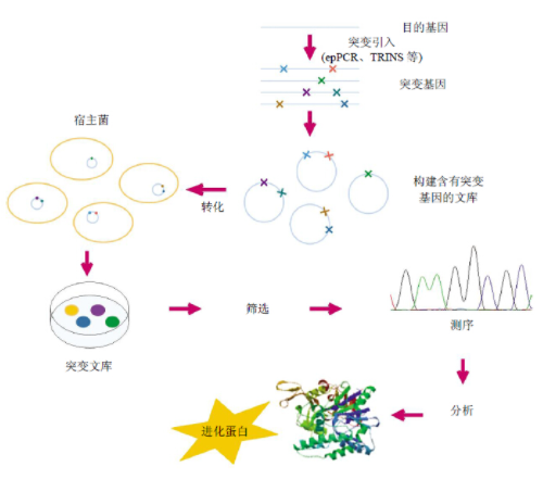 蛋白质体外随机进化的一般流程