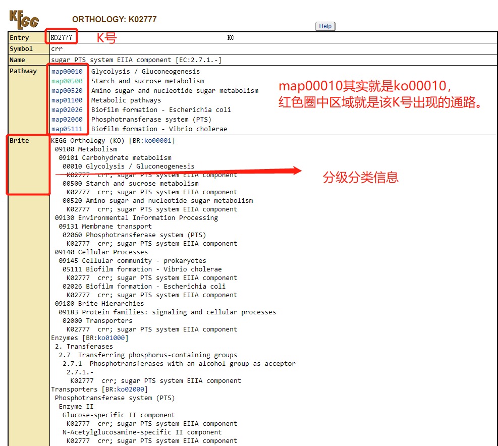 KEGG数据库以及 KAAS 网站注释