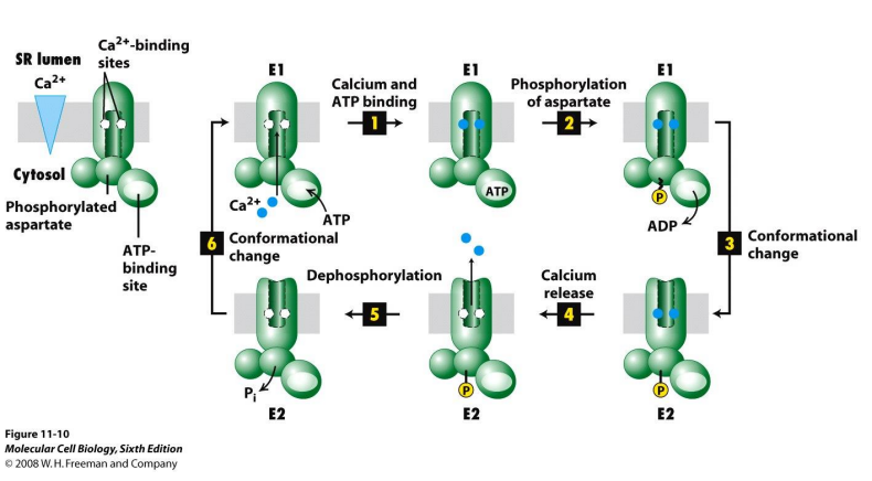 (三)主动运输(active transport)