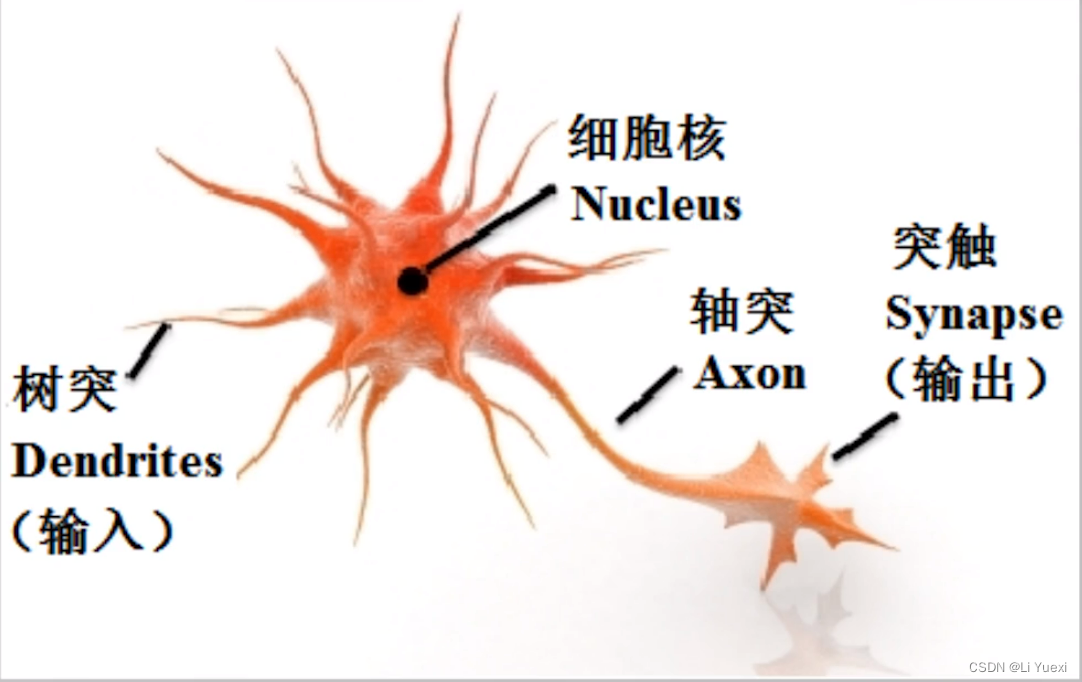 神经元的生理结构