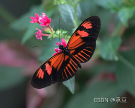 Figure1**红带袖蝶（Heliconius melpomene）**