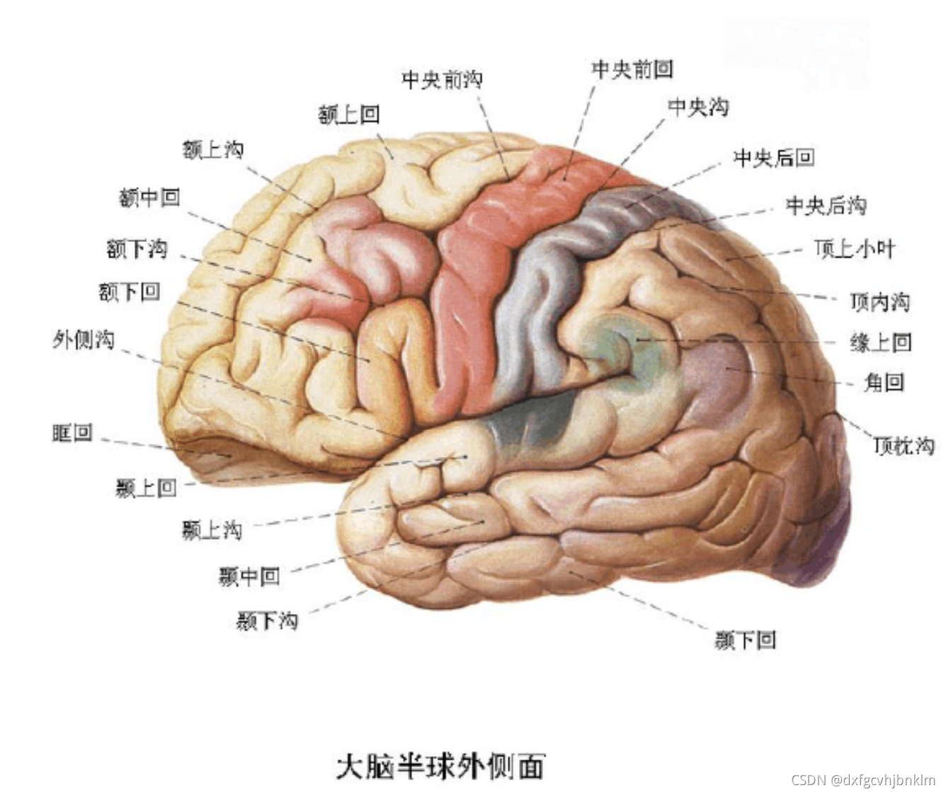 徐桂兴手绘｜大脑皮层的解剖与定位|顶叶|枕叶|中枢|大脑皮层|表现|-健康界