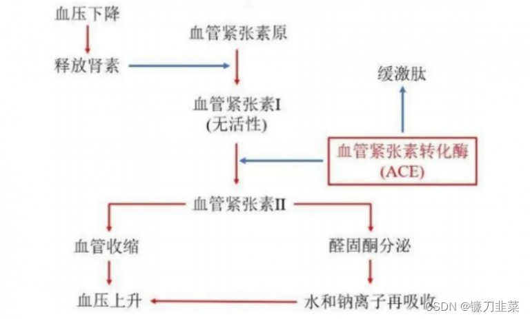 肾素-血管紧张素-醛固酮系统