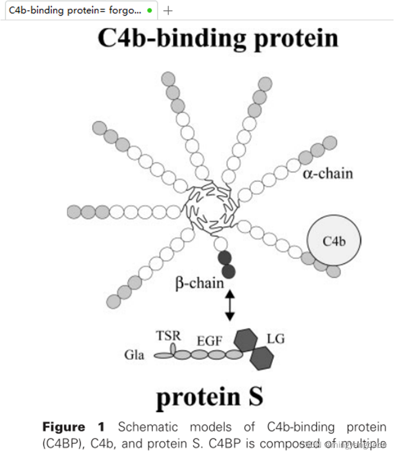 【C4bp】