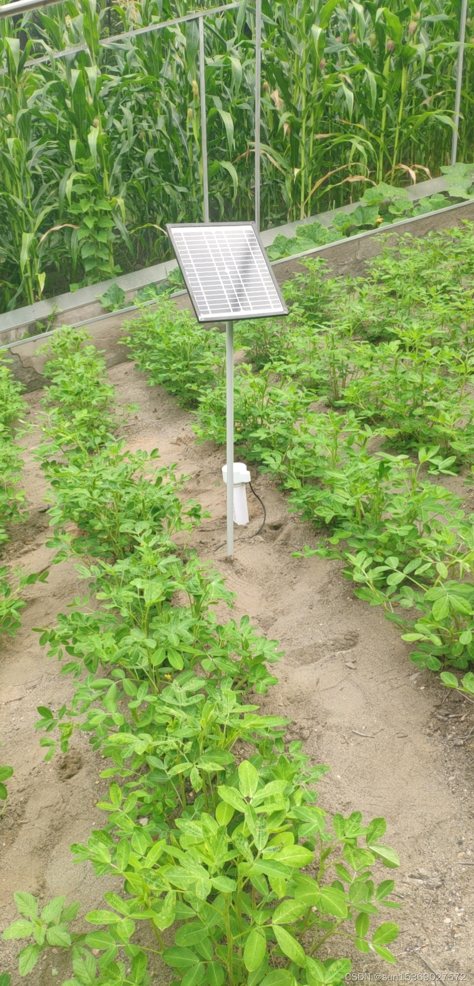 QY-800S 土壤水分测量仪/土壤墒情测量仪 安装准备选址，灌浆，很重要