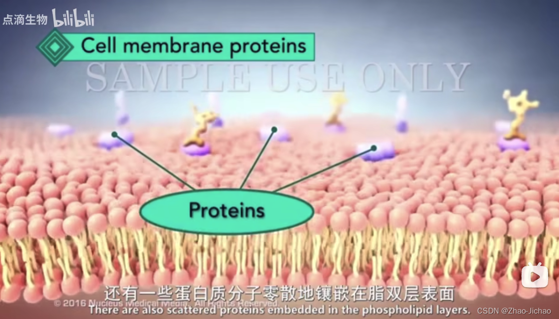 【Bio】基础生物学 - 细胞膜 cell membrane