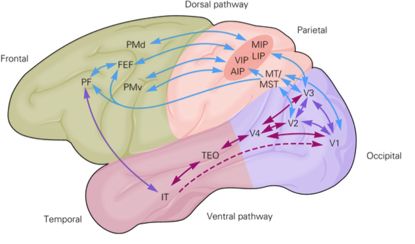 【学习笔记】Visual Cortex of Human‘s Brain_complex cell感受野-CSDN博客