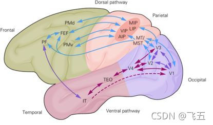 【学习笔记】Visual Cortex of Human‘s Brain_complex cell感受野-CSDN博客