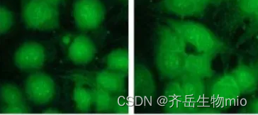 定制FITC荧光素标记木糖；Cy7/Amine/ICG/Rhodamine标记五碳醛糖/纤维四糖/透明质酸四糖