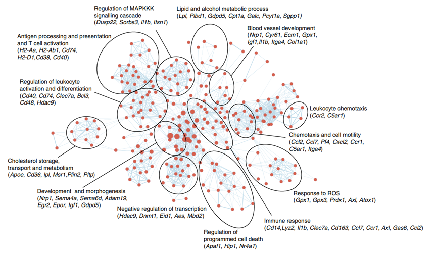 kegggoterm功能网络富集网络功能网络绘制r语言cytoscape