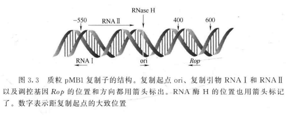 基因工程载体有_基因工程的载体[通俗易懂]