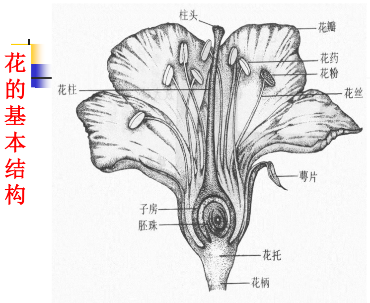 单倍体诱导系原理_单倍体二倍体三倍体区别