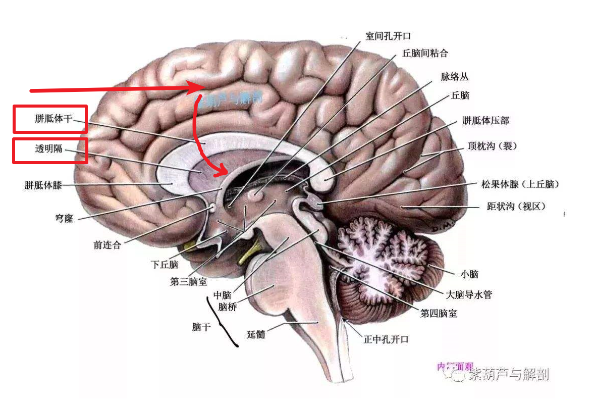 胼胝体在脑部的位置图图片