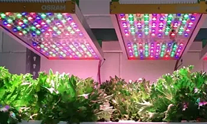 植物照明引領未來農業革命，LED植物補光燈2024年市場規模將