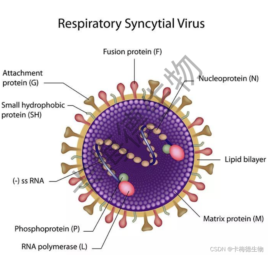 呼吸道合胞病毒（RSV）介绍