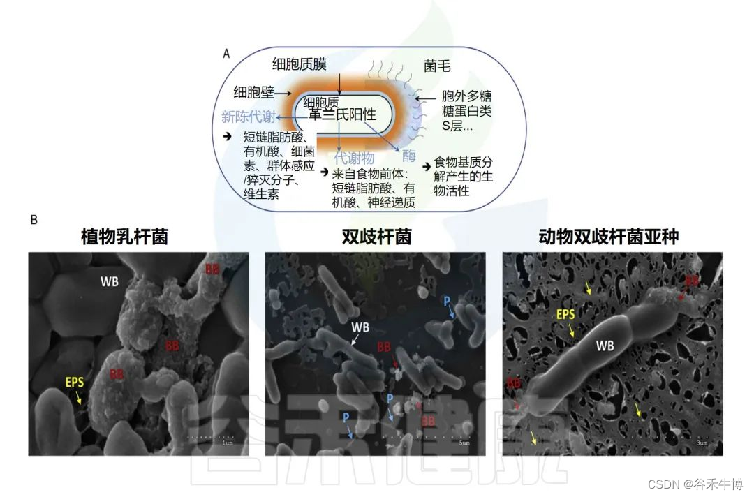 肠道菌群与健康：探究发酵食品、饮食方式、益生菌和后生元的影响