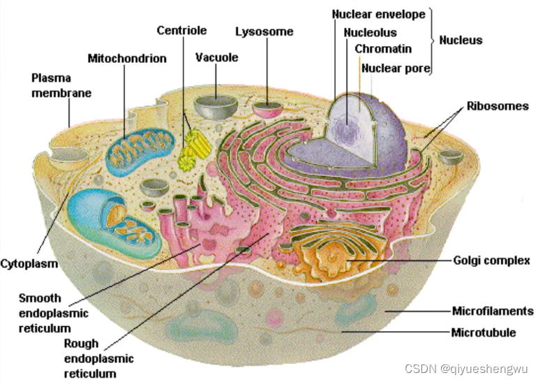 透明质酸仿生细胞纳米囊泡|双载药红细胞膜纳米囊泡|脐带间充质干细胞质膜囊泡