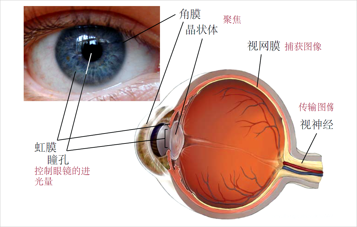 ▲ 图1.1.1 人类眼睛构造示意图