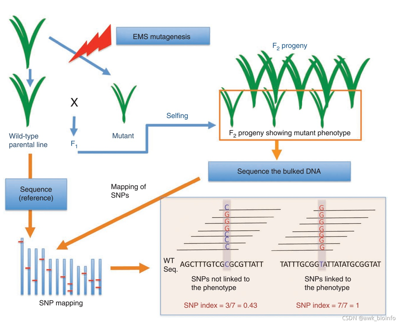 BSA分析详解_bsa测序-CSDN博客