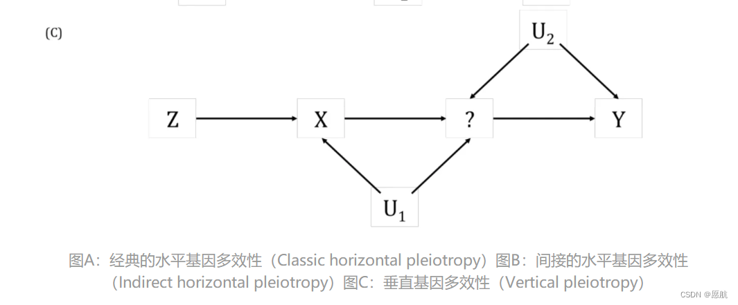 垂直多效性