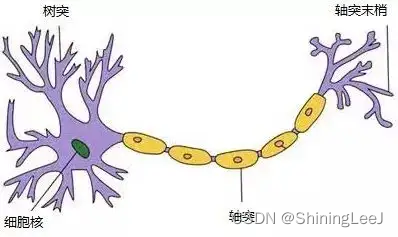 全连接神经网络介绍_全连接神经网络的替换