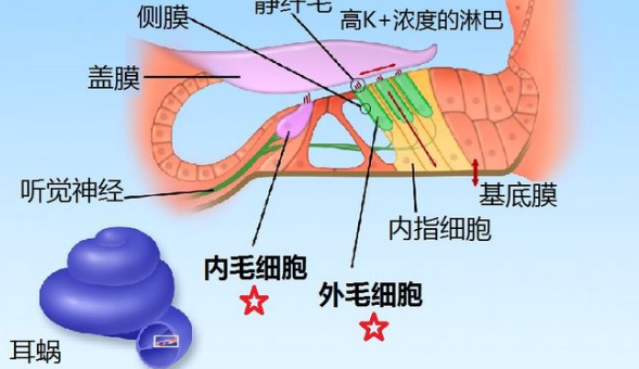 长期戴耳机对人的听力有影响吗？如何减少对耳朵的危害？