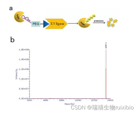 PROTAC-抗体偶联物 (PAC) 分子/CRL E3泛素连接的PROTAC小分子