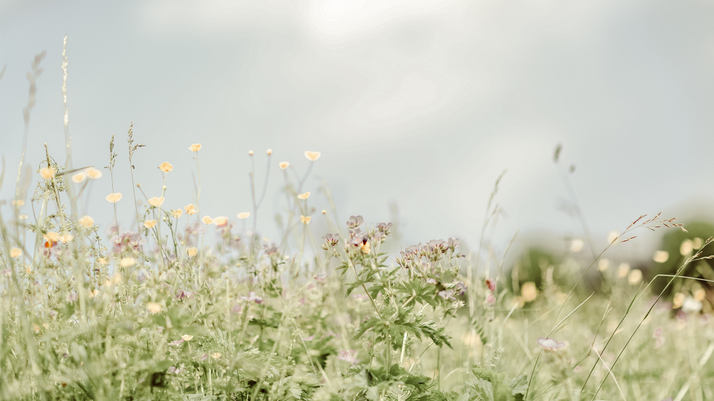 索引和全文检索