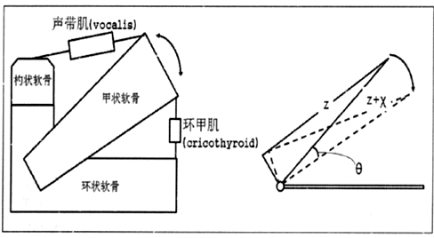 ▲ 图1.2.1 声带结构示意图