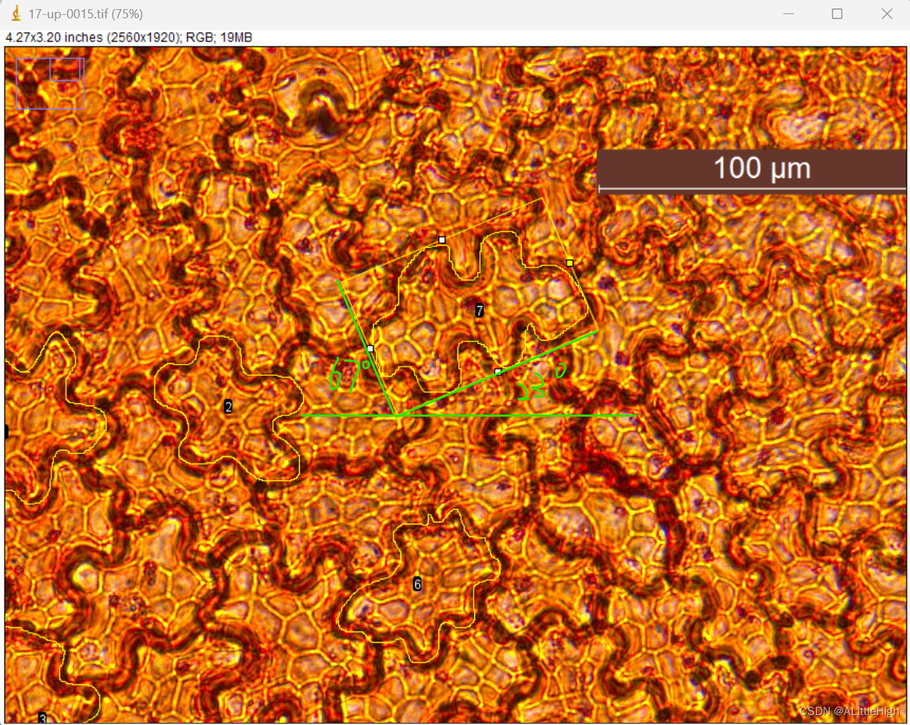 ImageJ实践——拟合矩形选区探究（bounding rectangle），左侧优先法则