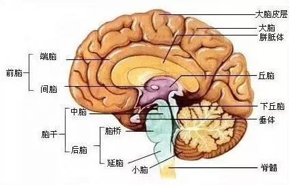 脑认知科学基础知识汇总（常见脑区、常见测试方法）