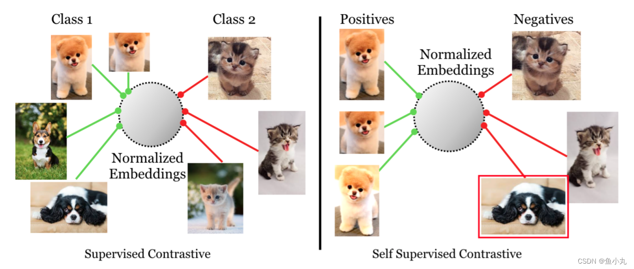 Supervised Contrastive 损失函数详解