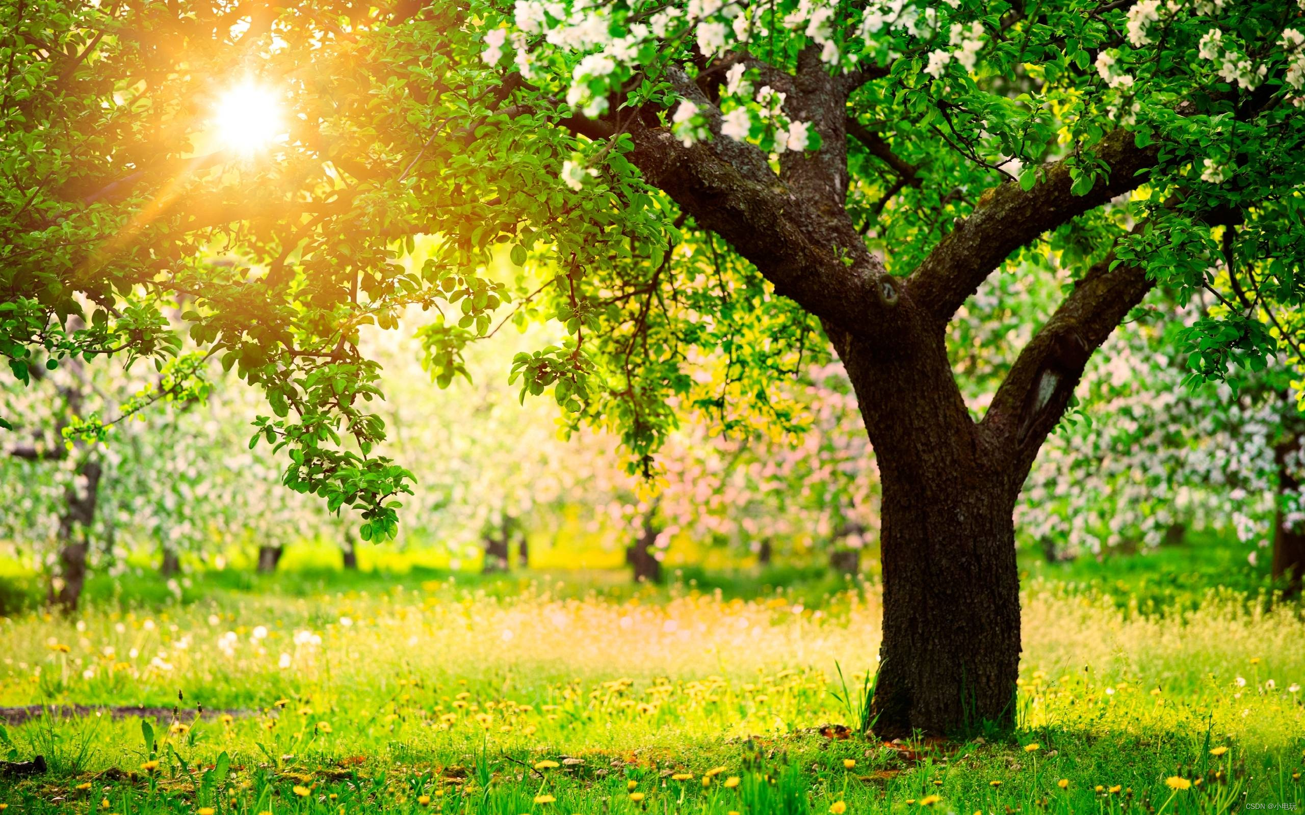 Spring 保姆级带你认识，让你如何轻松应对面试官