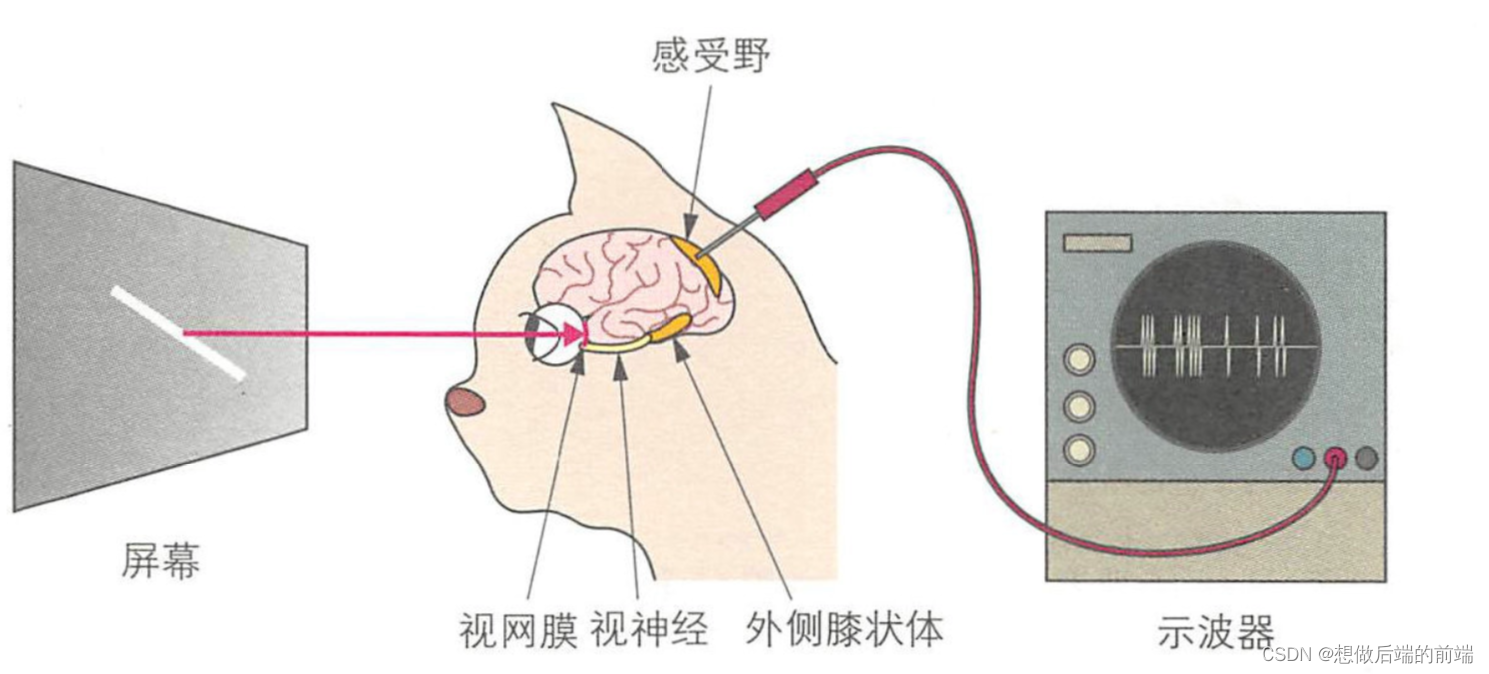 深度学习 -- 卷积神经网络