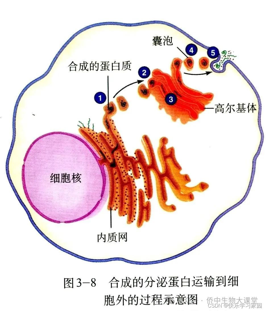 高中生物知识点总结电子版_高中生物知识点_高中生物知识