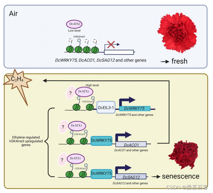 项目文章（ChIP-seq）|Plant Physiol组蛋白H3K4甲基转移酶DcATX1促进乙烯诱导康乃馨花瓣衰老