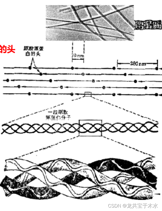 6生物化学与分子生物学——蛋白质的三维结构_生物信息学蛋白立体结构怎么看-CSDN博客