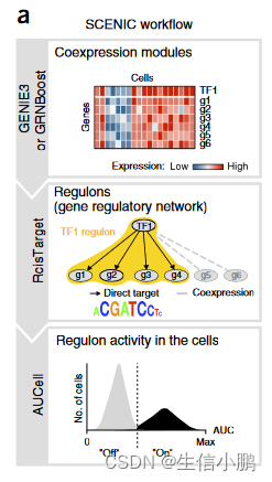 scenic：单细胞调控<span style='color:red;'>网络</span>推理和<span style='color:red;'>聚</span><span style='color:red;'>类</span>