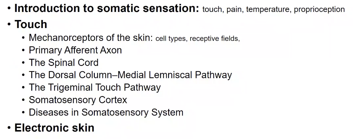 【BI&AI】Lecture 6 - Somatosensory systems