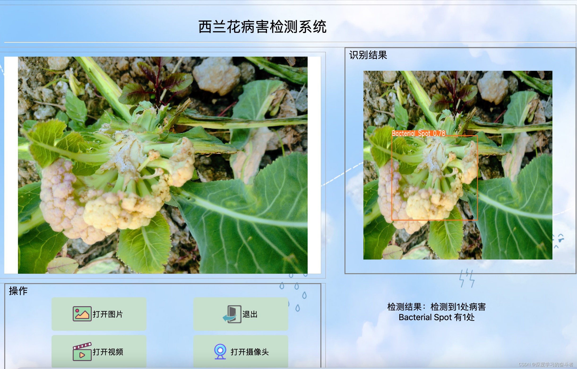 西蓝花病害检测（yolov8模型，从图像、视频和摄像头三种路径识别检测，包含登陆页面、注册页面和检测页面）