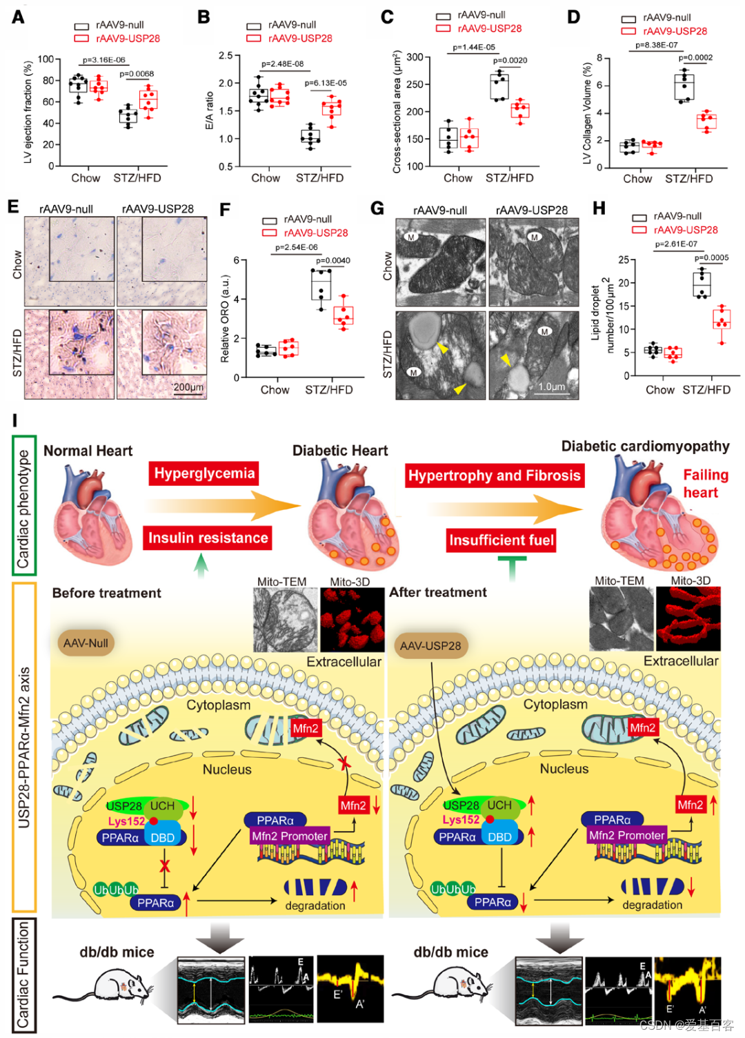 喜讯 | Circulation（IF:37.8）ChIP-seq+RNA-seq助力解析USP28在糖尿病性心脏病的调控机制