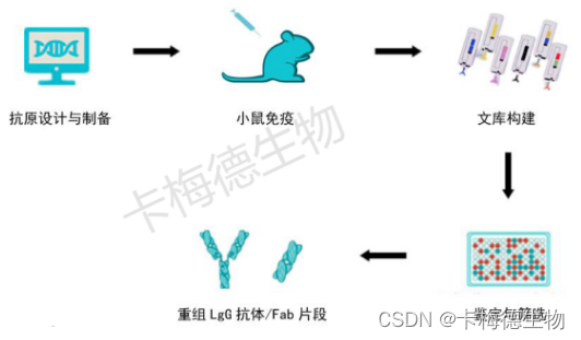 【卡梅德生物】单B细胞技术：制备鼠单抗