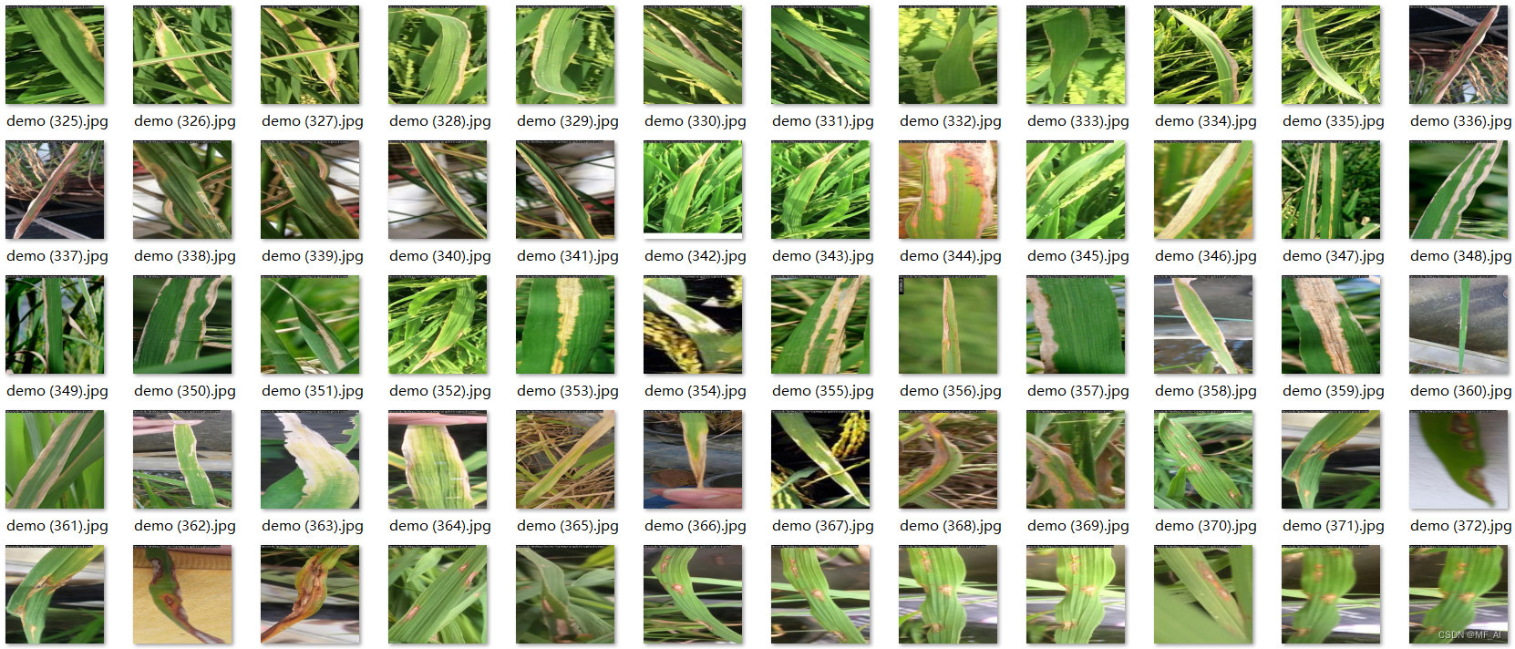 植物病害识别：YOLO水稻病害识别/分类数据集（2000多张，2个类别，yolo标注）