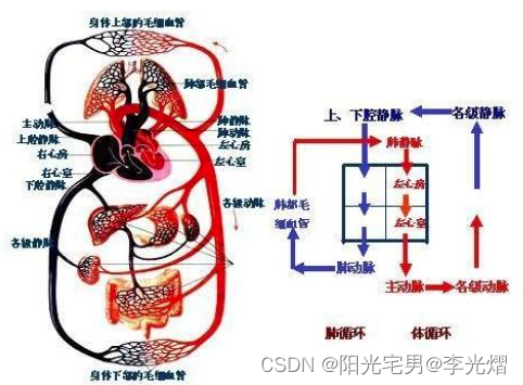 【电源专题】拿人体的循环系统与板级电源做个比较